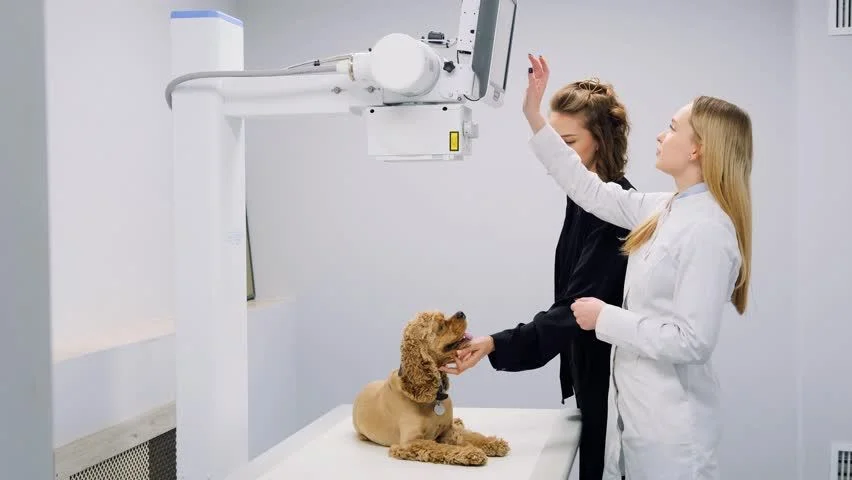 Veterinary X-ray Machine Maintenance